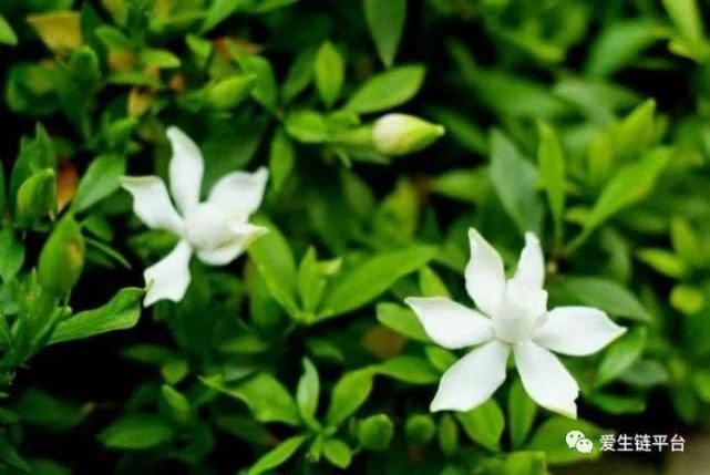  「栀子花」爱生链——很多人只知道栀子花太香，却不知道栀子浑身是宝！