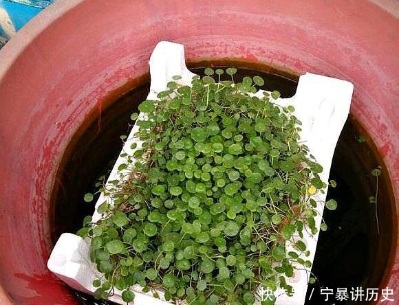  『别具一格』旧水缸放着太浪费，里面种点铜钱草，不仅长得好还别具一格！