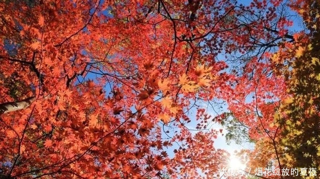 9月来袭!彩林红叶齐绽放,快让国内这6个地方承包整个秋天