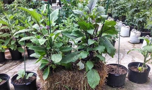  『些稻草』稻草用来养花有几个好处，如何将它变成养花的肥料呢？