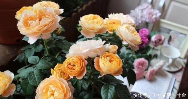  栀子花：栀子黄叶别紧张，学会这一招，新叶呼呼往外长！叶子变得绿油油