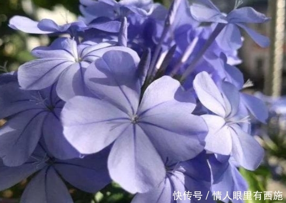 上长■夏天养花,选这四种正合适,越晒越开花,蹭蹭往上长,简直美翻了