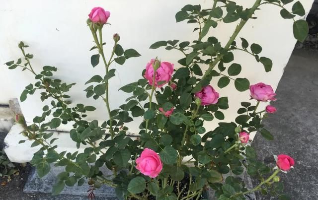  『丰花性好』狼家自育的表现到底如何，戳进来看看花友们的大实话