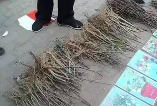  「路边」路边卖的这些花最好不要买，太多“陷阱”