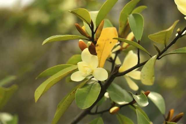 上海植物园@仙不过樱花,艳不过海棠,香不过含笑
