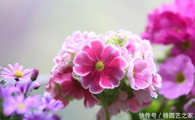 「养易」室内必养的3种花,好养易活能爆盆,谁养谁喜欢,看看你都养过吗
