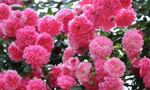 「艳丽」喜欢玫瑰,就优选“稀有玫瑰”假日公主,花开金光四射,格外艳丽