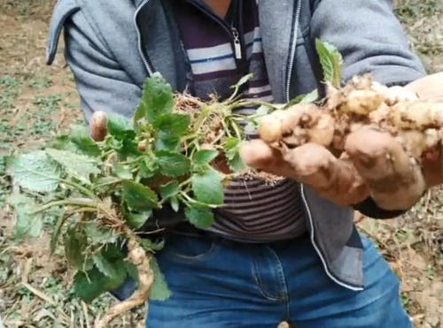 农村这种野草真稀罕，看起来像薄荷，但一挖下面还藏着“冬虫草”