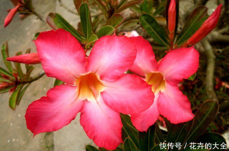 『养花』夏天养花,首选3种花,开花美很耐热,越晒越开花,花开一整夏