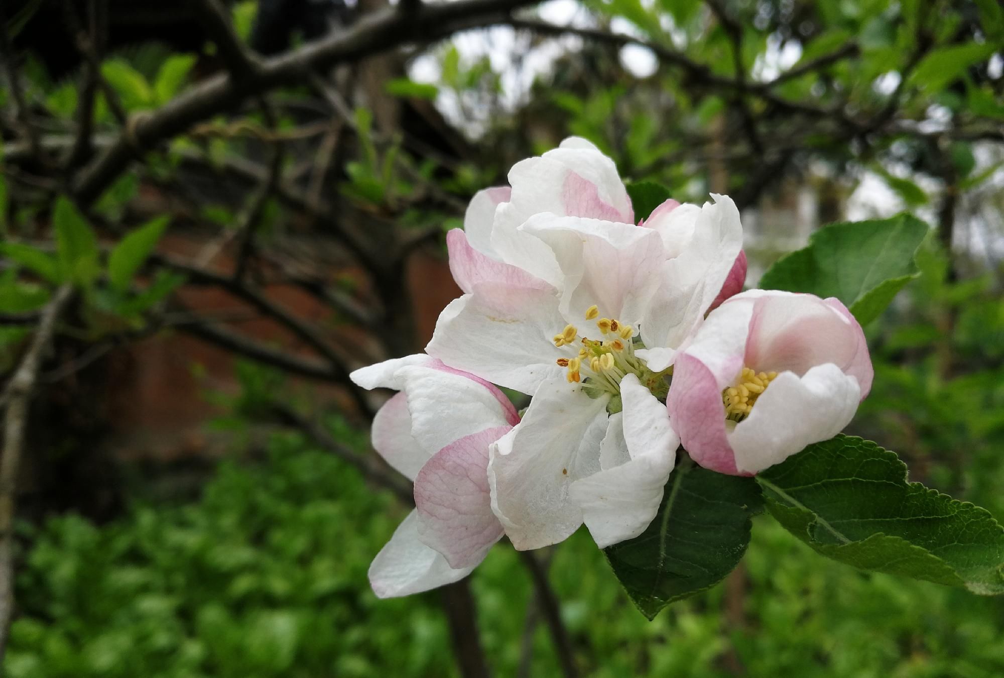  『平凡』四川植物图鉴｜平常却不平凡的苹果花