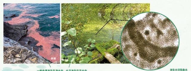  『亚硝酸盐』美丽的莲花是如何从池塘一步步走上案台的？