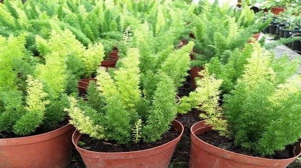  花叶络石：胭脂云叶子美得像油画,养好了就像艺术品,每一盆都是高颜值