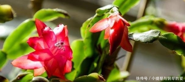 「蟹爪兰」入秋养栀子茉莉,不如养2种“观花植物”,1株能开出上百朵花