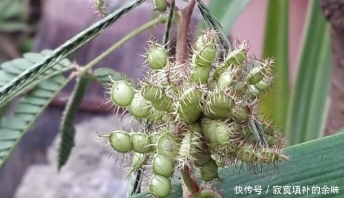 『含羞草』含羞怕人的害羞小草,原产于美洲热带,如今正在海南无休止地繁殖