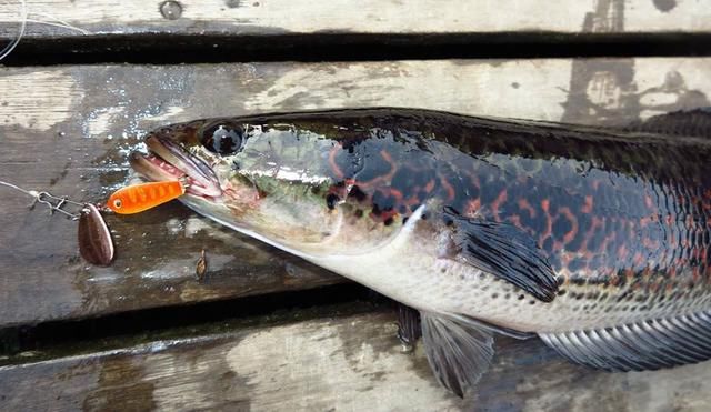 中国路亚钓鱼人远征苏门答腊，前去消灭泛滥成灾的金线多曼鱼