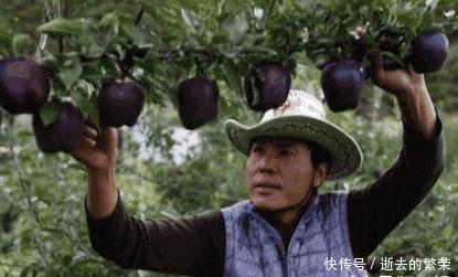  【发现】我国刚出的农业发现, 种上56棵, 产量4900斤, 比母猪都