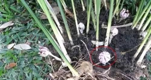  「栽培一叶兰」摆放在角落里不起眼的一叶兰，却是家里特耐看的观叶植物