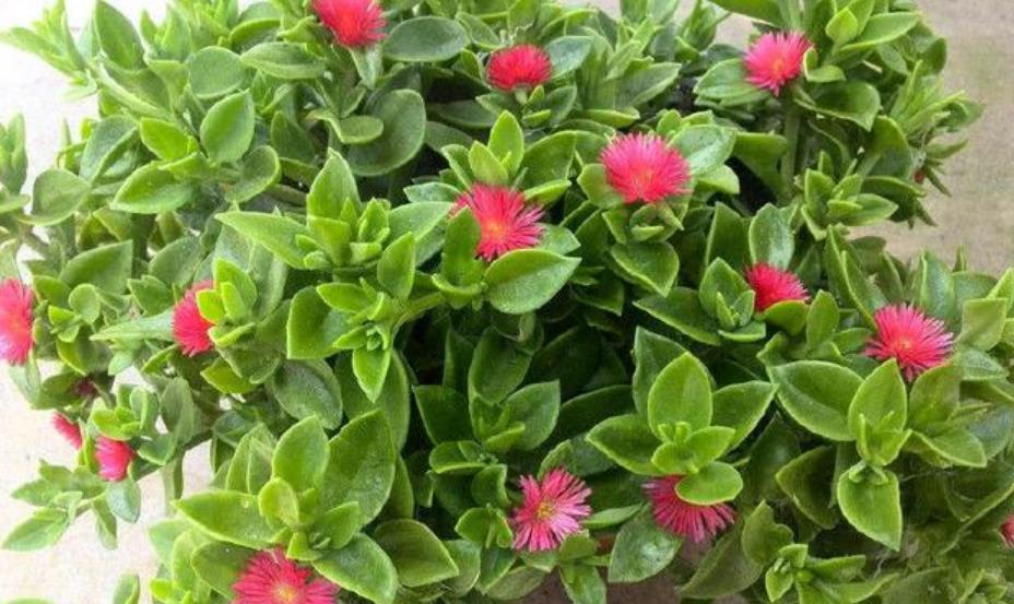 牡丹■别看“牡丹吊兰”花朵小,掐个枝就能长出一大片,好养好看好吃