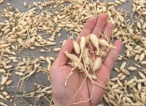  #不想#外形似韭菜，有人大量种植，一斤25元，农民挖到不想卖