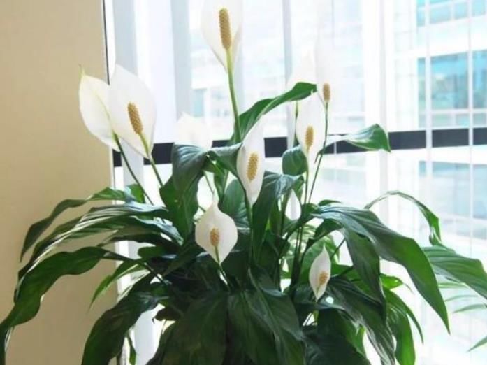  牡丹|最适合新手养的4种花，沾土就能活，比牡丹好看，比吊兰好养