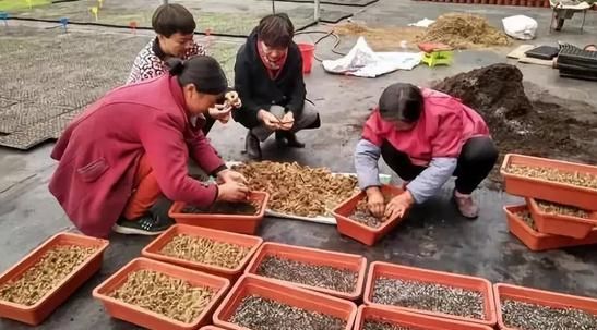 成安:科技让种田变得更轻松