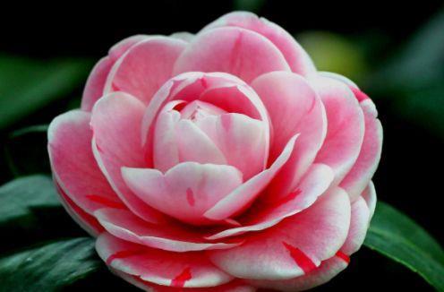 『翻飞』喜欢玫瑰,不如养盆“珍品菊花”紫燕翻飞,似芬芳燕舞,丰姿绰约