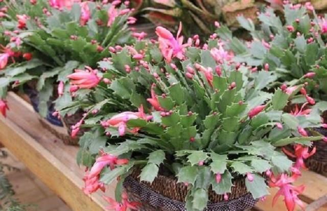  『鲜花』盘点花开四季，花期长达几个月的几种极品鲜花，外形动人还好养活