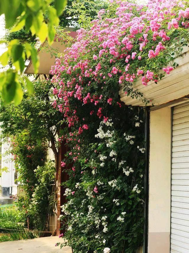  「城市」花开花落，这就是你想要过的生活，花开花落一辈子