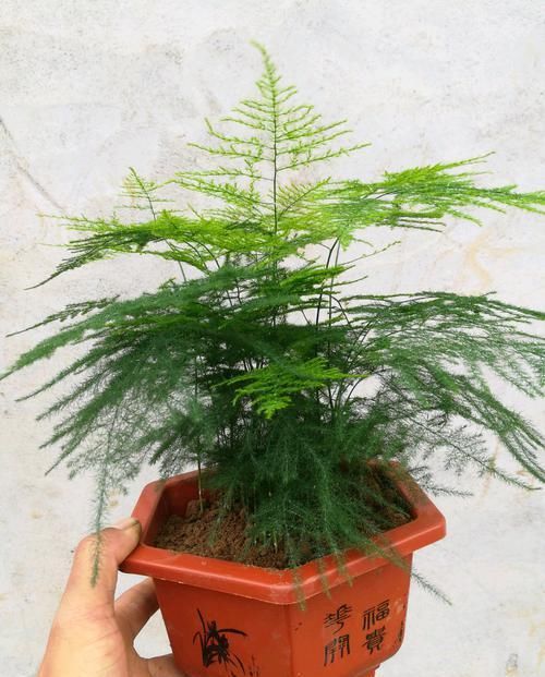  「盆土」文竹不长新枝为哪般？根部是祸首，想做文竹盆景先养枝繁叶茂