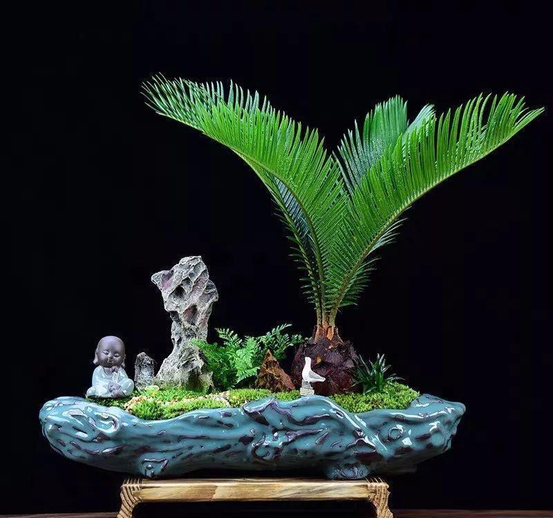  #排水良好#家里养棵守家树，镇宅又纳福，养得越久越吉祥，1盆能顶10盆