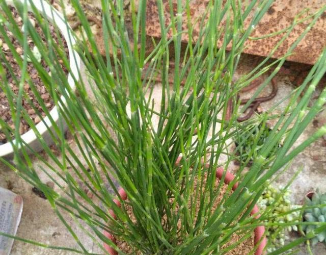 农村这一种野草，如今30块钱一斤比猪肉贵，看到记得挖点