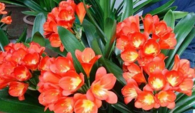 『烂根』夏天养花要注意,这些花不能多浇水,要么烂根黑腐只剩盆!