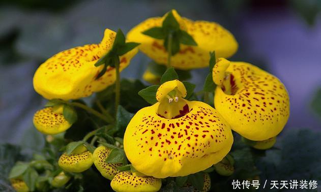 「喜欢」喜欢养护花卉,就选择开花量繁多,长势茂盛,花色绚丽的5种花卉