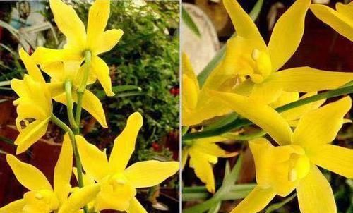  #微卷#?此兰叶片爪艺微卷，花色黄金一般金光灿灿，富贵大气，好养易活