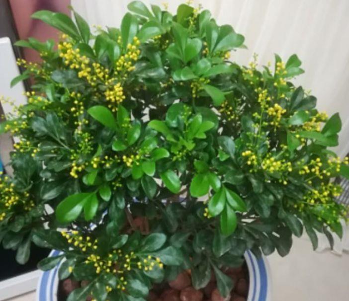 『开花』3种花便宜又好养,有水有光就疯长,花苞窜满枝,开花爆盆美如画