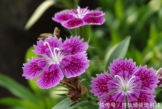  适合：养花就养此3种，花大色艳开花能力强，开花一茬接一茬，适合新手