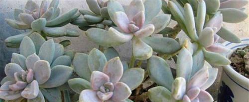  种多肉植物：多年前，这种“多肉”在农村“成灾”，皮实爆盆快，是麻雀的最爱