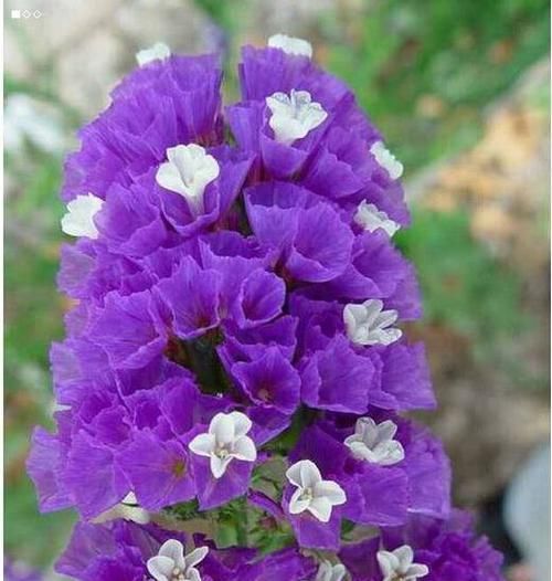 【艳丽】此花颜色艳丽,花型独特,花量大,适合养护观赏