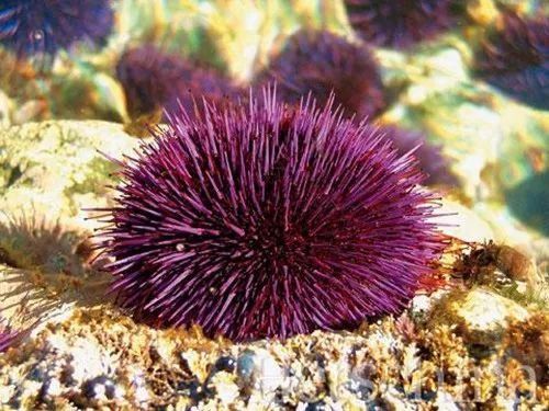 张韶涵又双叒叕种草了!10秒洗出角质、死皮，温和去角质...