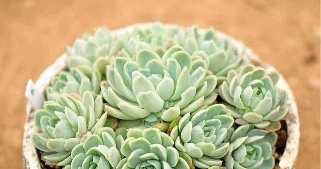  『艳丽』适合新手养的3种艳丽花，好养易活不操心，简单管理就爆盆