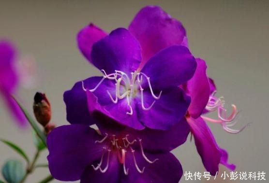 『牡丹』野牡丹的养殖方法是什么