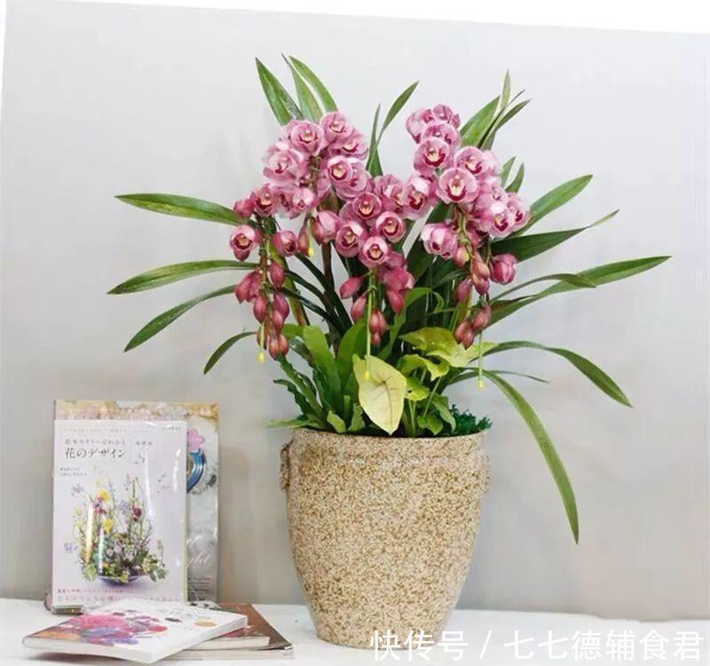  [冬季室内]离过年只剩十几天，这15种花年味十足，再不准备就迟了