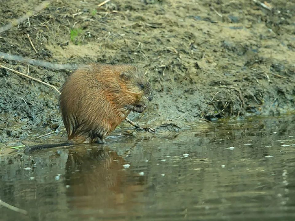  「麝香」曾是农业一大害兽，它的粪便能代替麝香，如今百元一只