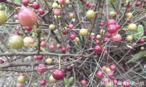  『值钱』山谷下，1种“酸藤子”不多见，果子像“小丸子”，值钱、珍贵！