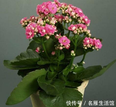 「阳光」长寿花只长叶片不开花?谨记四个原因,才能轻松应对