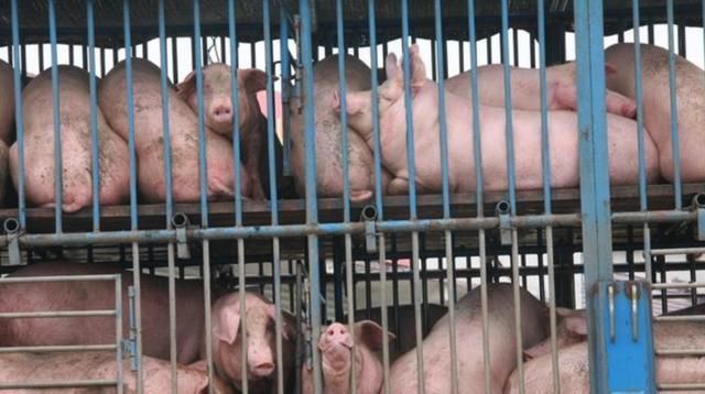 猪疯狂”到来，猪价首破15元，养猪人：这轮猪价还能疯狂多久？