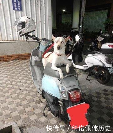 「狗狗」那只帮主人看车的狗,2年后因撩人姿势再次走红,唯一不变厌世脸