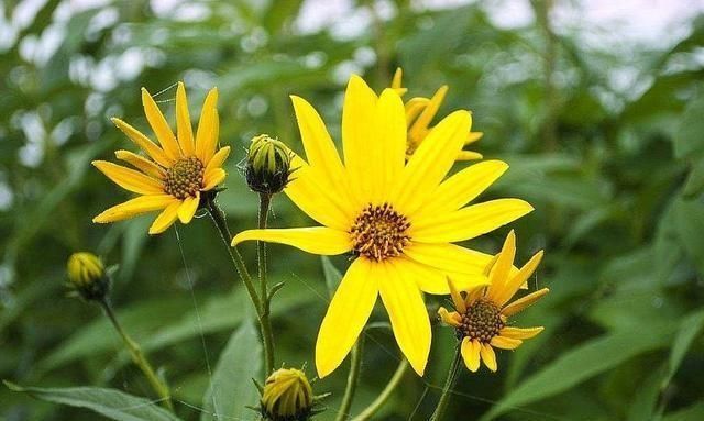  [蔬菜]农村一种野菜，以前是蔬菜，现在却被人拔掉没人要。