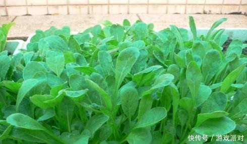 萝卜苗:秋天适合种“这1种”小菜,撒下一把种子,一茬茬冒,10天就上桌