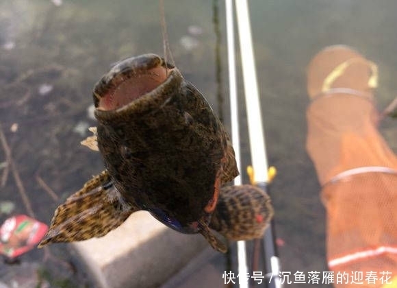  条鳜鱼：北方也有鳜鱼吗？还是第一次见到，这位钓友钓的是不是鳜鱼？
